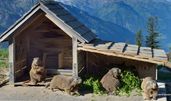 © 2025 CabriO Stanserhorn-Bahn